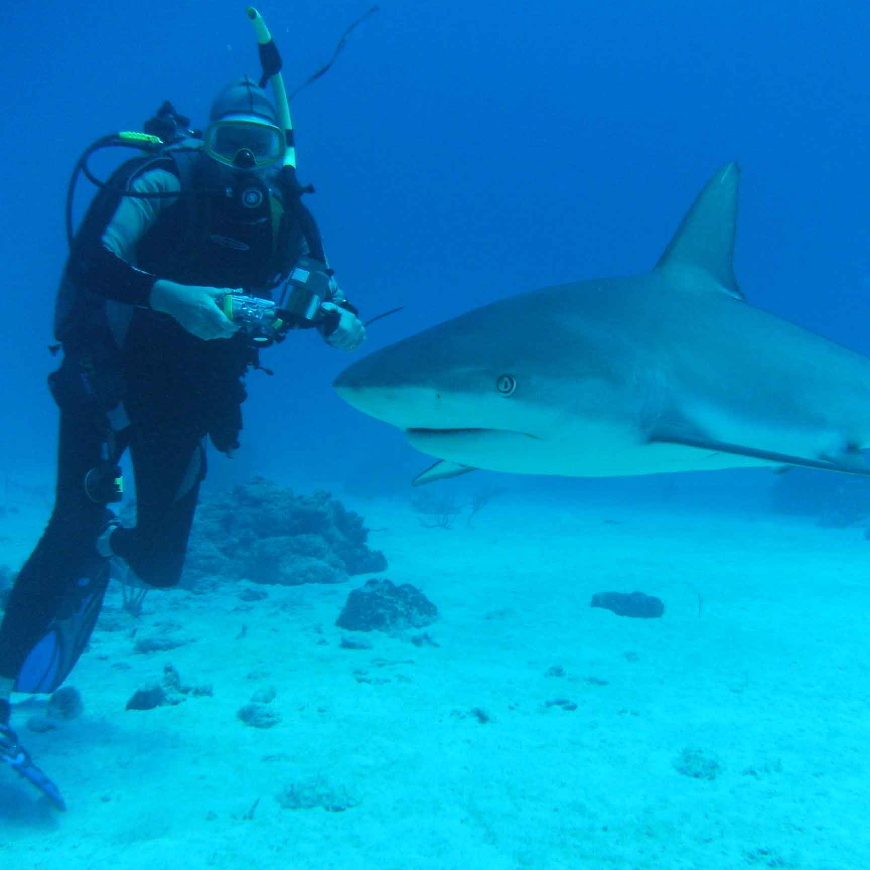 Canvas print of shark and scuba