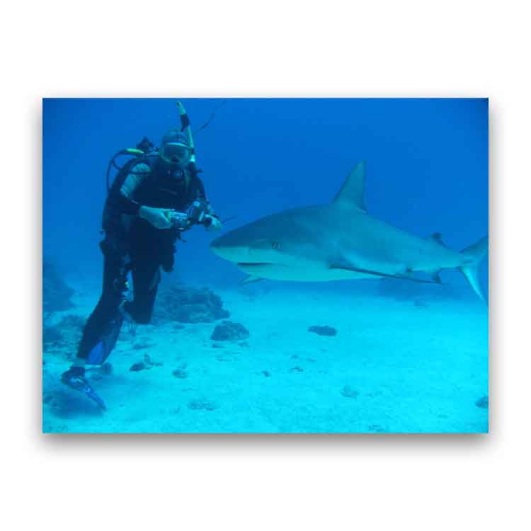 Canvas print of scuba diver with shark